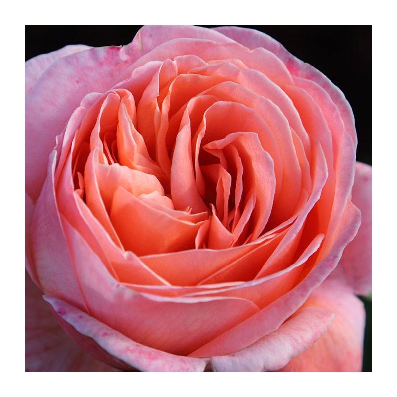 Rosal Mademoiselle
