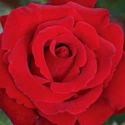 Rosal Marcel Pagnol
