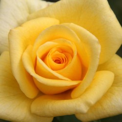 Rosal matilda