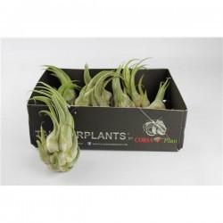 Tillandsia seleriana
