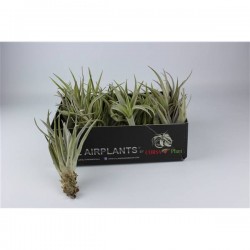 Tillandsia Harisi