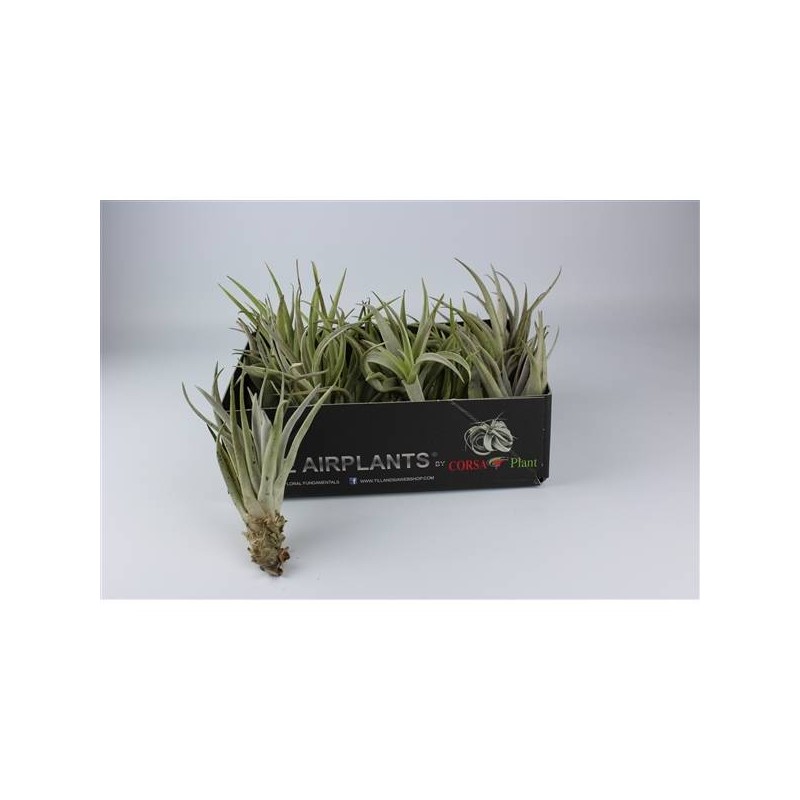 Tillandsia Harisi