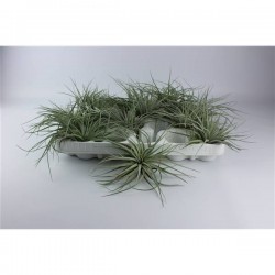 Tillandsia silver