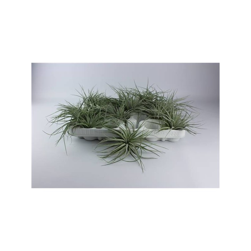 Tillandsia silver
