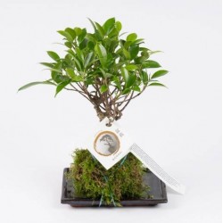 Bonsái ficus nitida retusa