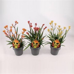 Anigozanthus