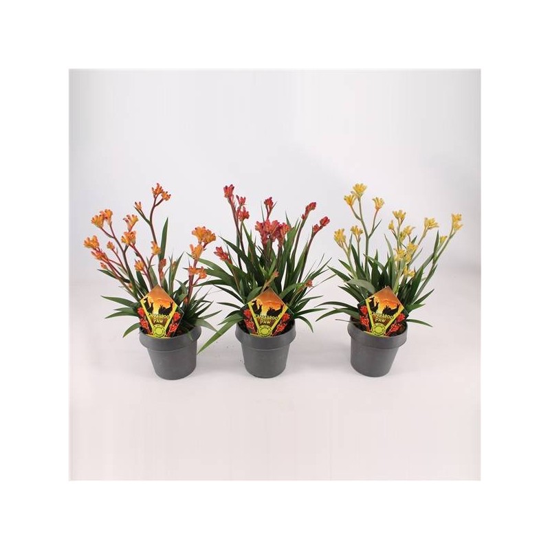 Anigozanthus