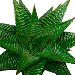 Haworthia limifolia