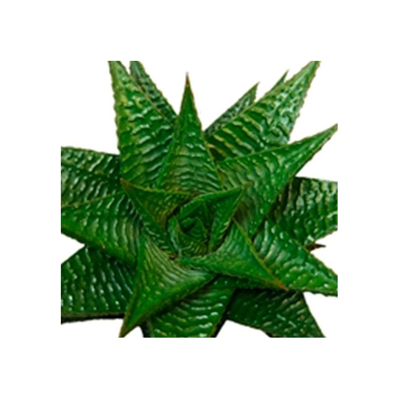Haworthia limifolia
