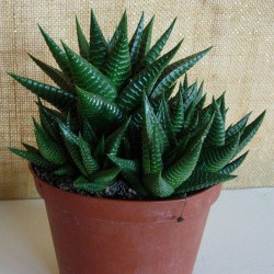 Haworthia limifolia