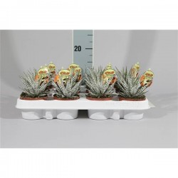 Haworthia fasciata alba