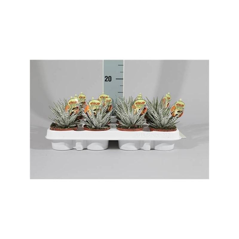 Haworthia fasciata alba