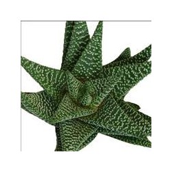 Gasterhawortia royal highness