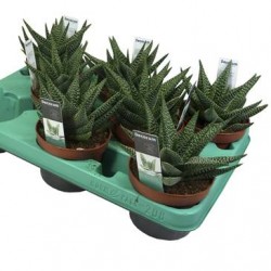 Gasterhawortia royal highness