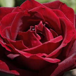 Rosal Papa Meilland