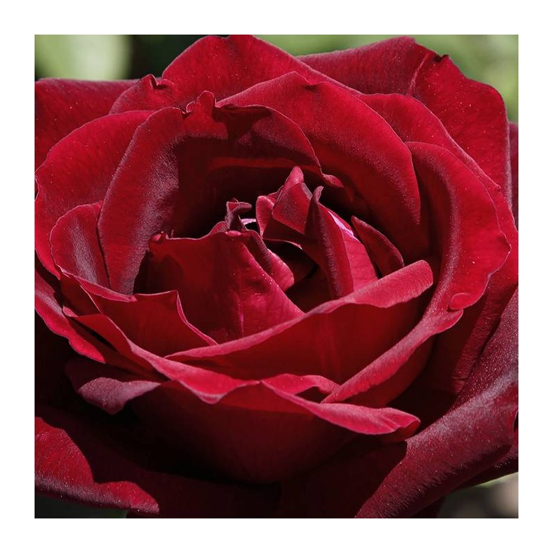 Rosal Papa Meilland