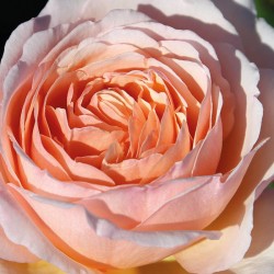 Rosal princesse Charlène de Monaco Meidysouk