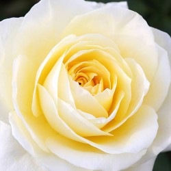 Rosal Sara S.D.