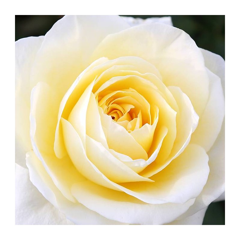 Rosal Sara S.D.