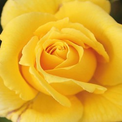 Rosal solidor