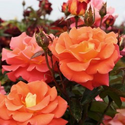 Rosal Daniel Gelin