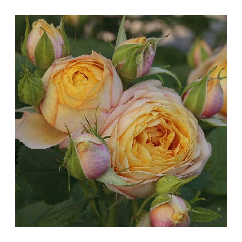 Rosal Baby Romantica