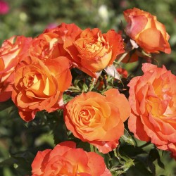 rosal Mandarine Symphonie
