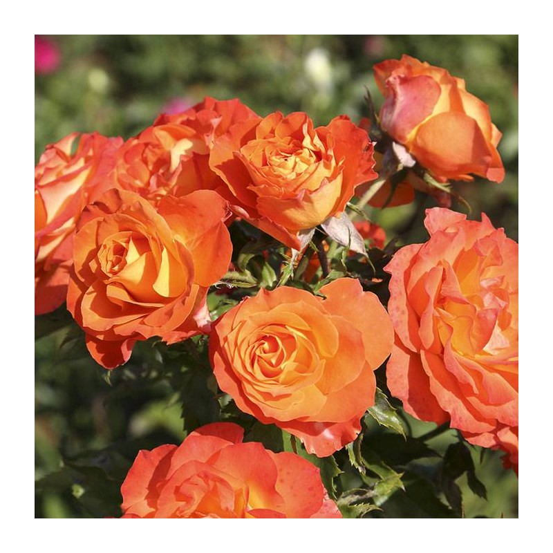 rosal Mandarine Symphonie