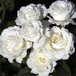 Rosal Snow Meillandina