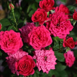 Rosal spot meillandina