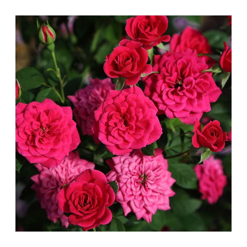 Rosal spot meillandina