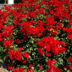 Rosal la sevillana