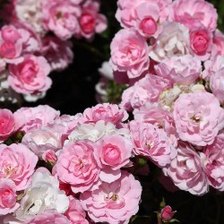 Rosal bonica 82
