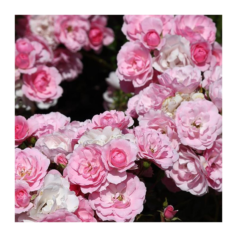Rosal bonica 82