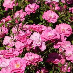 Rosal georges moustaki