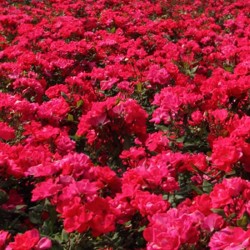 Rosal Double Knock Out