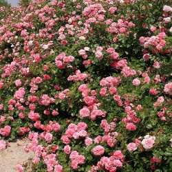 Rosal Les Quatre Saisons