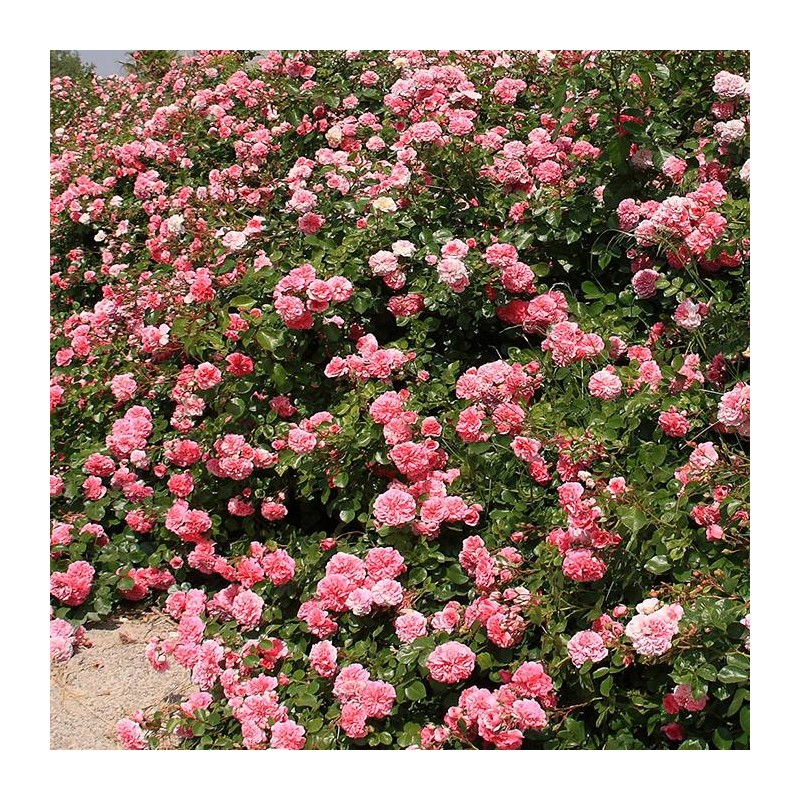 Rosal Les Quatre Saisons