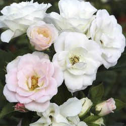 Rosal Pearl La sevillana