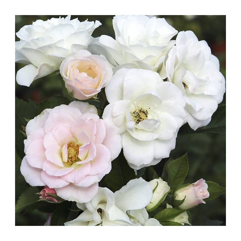 Rosal Pearl La sevillana