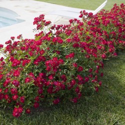 Rosal Red Drift Meijocos