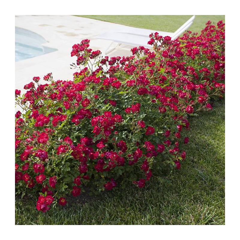 Rosal Red Drift Meijocos