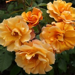 Rosal tequila
