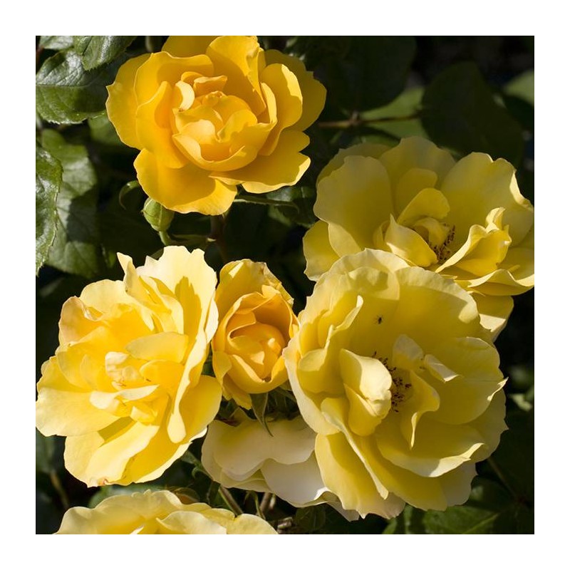 Rosal Gold Tequila