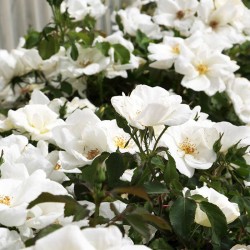 Rosal white knock out