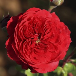 Rosal Alain Souchon
