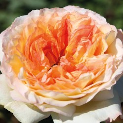 Rosal Alphonse Daudet