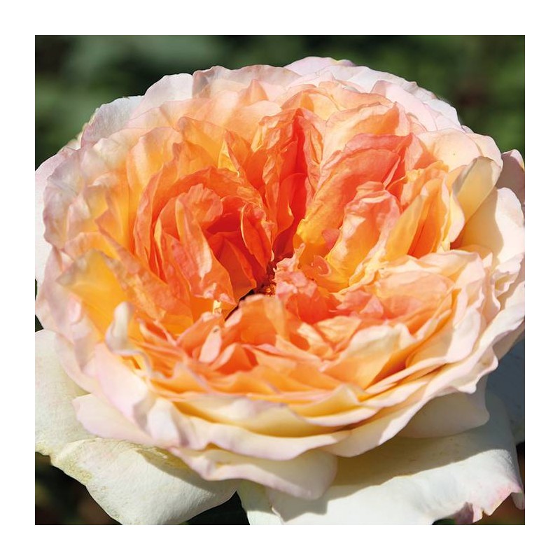 Rosal Alphonse Daudet