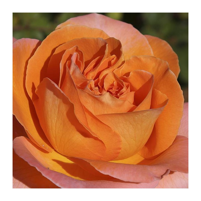 Rosal Rene Goscinny meirouve