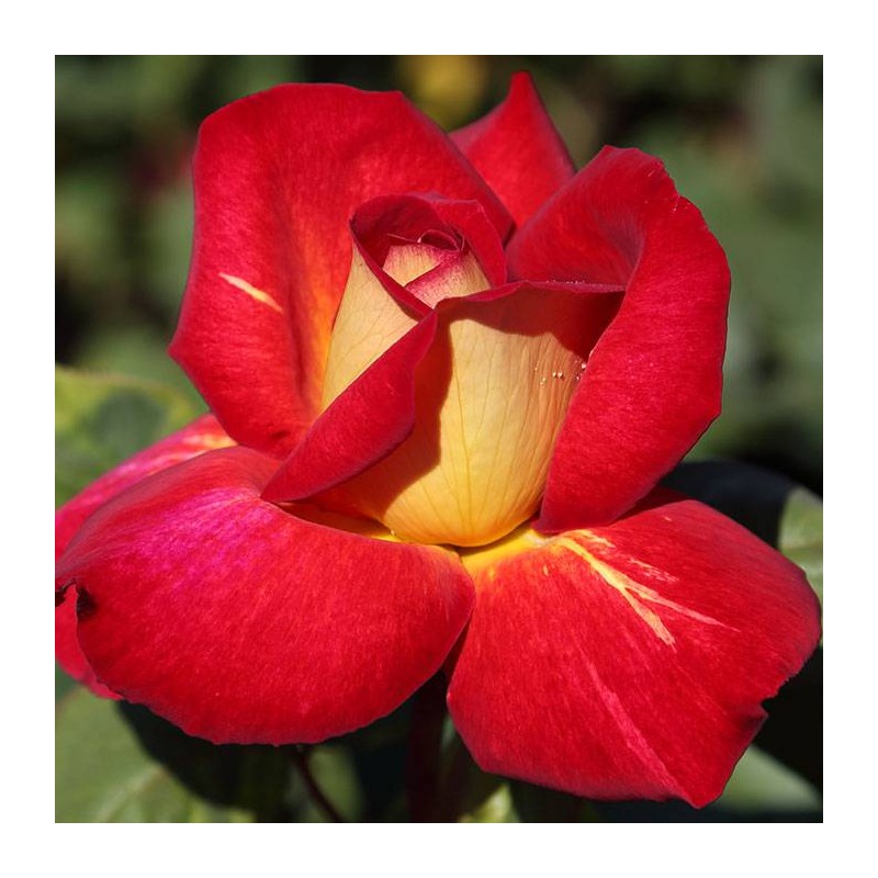 Rosal Bolchoi